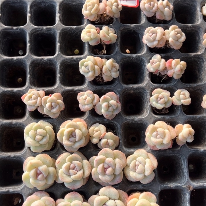 车厘子一物一拍专拍