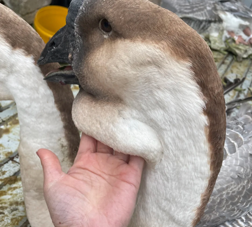 （三两）左右 （狮头） 娥顺丰包邮6个