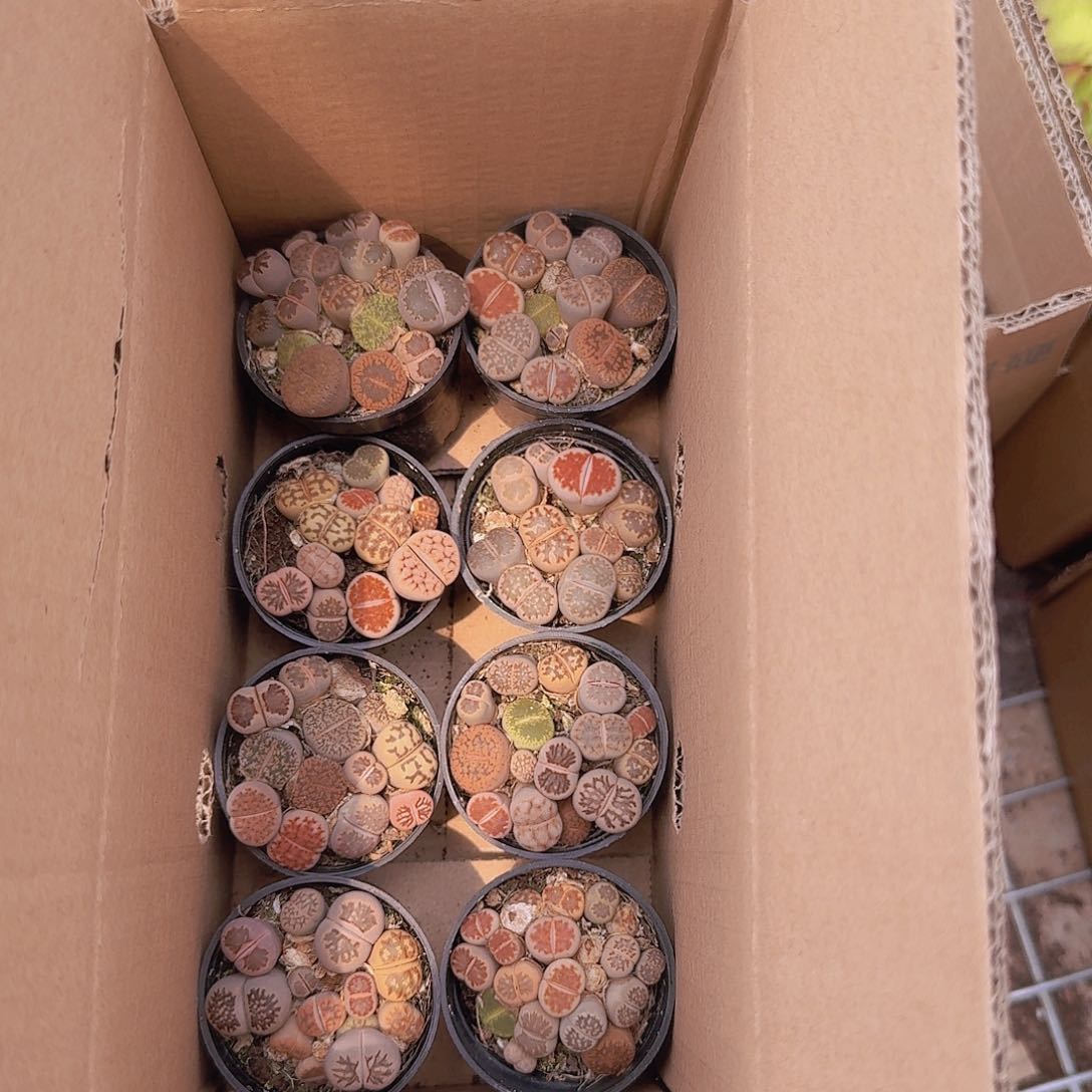 皮皮生石花好看好养