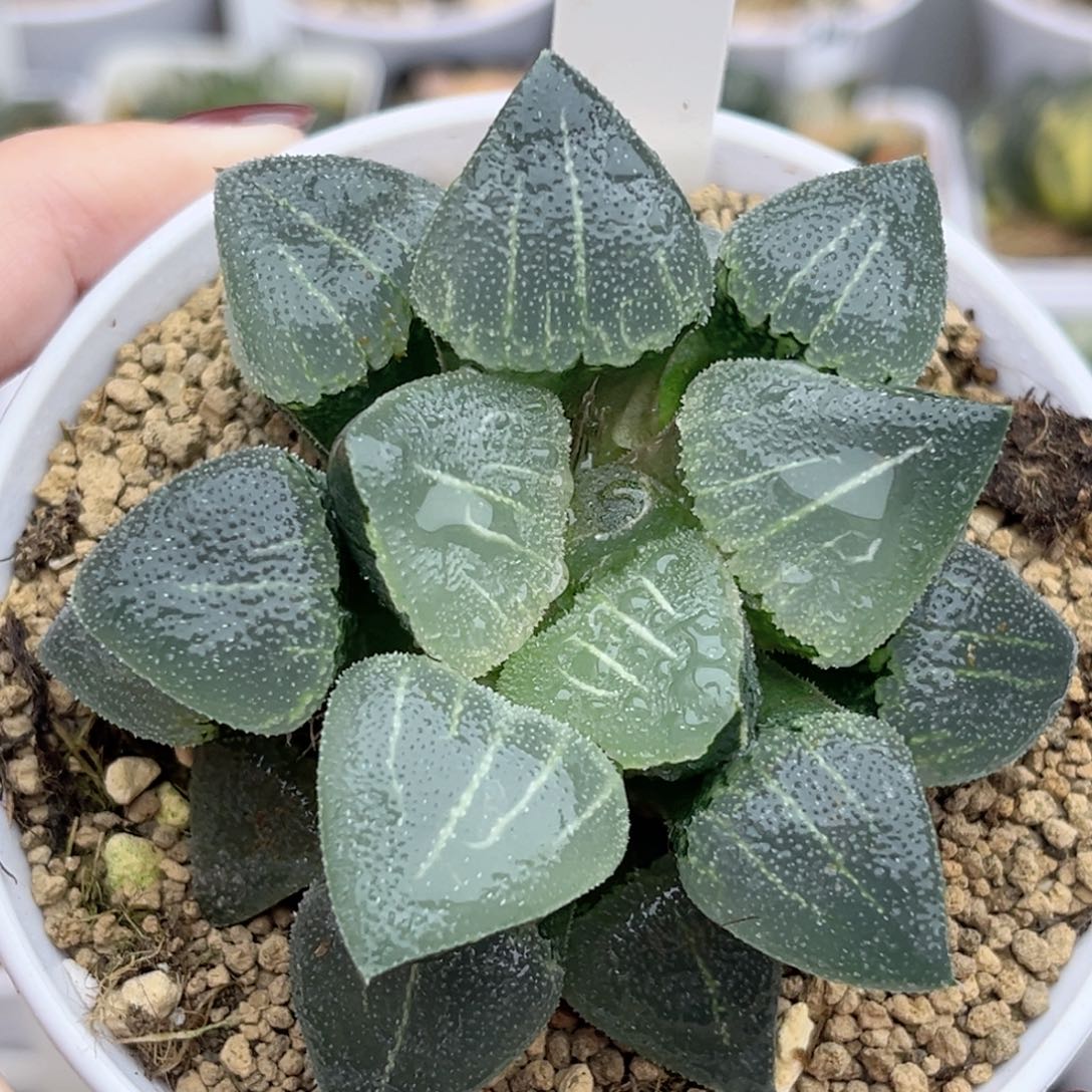 101超级磨面寿福利专场