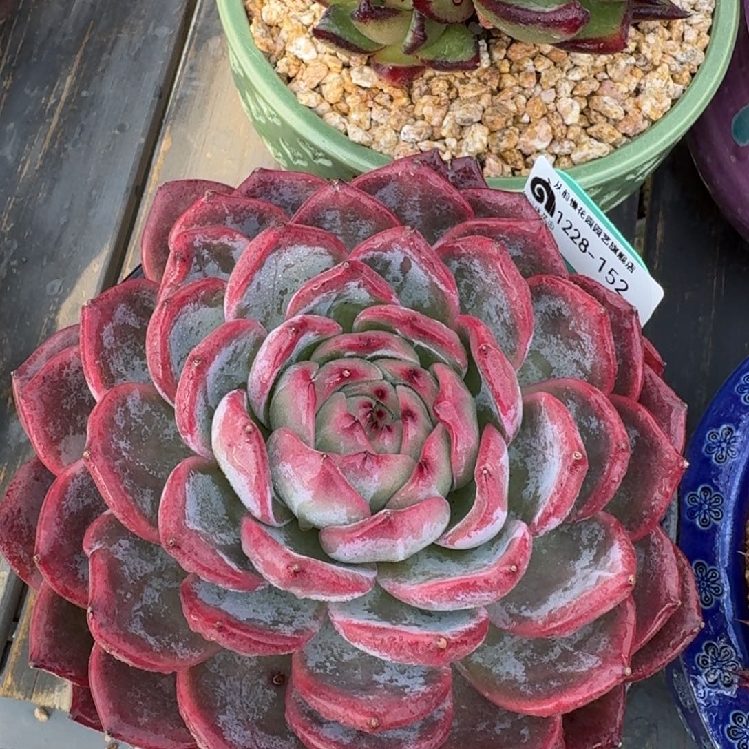 从前慢花园多肉编号1228-152