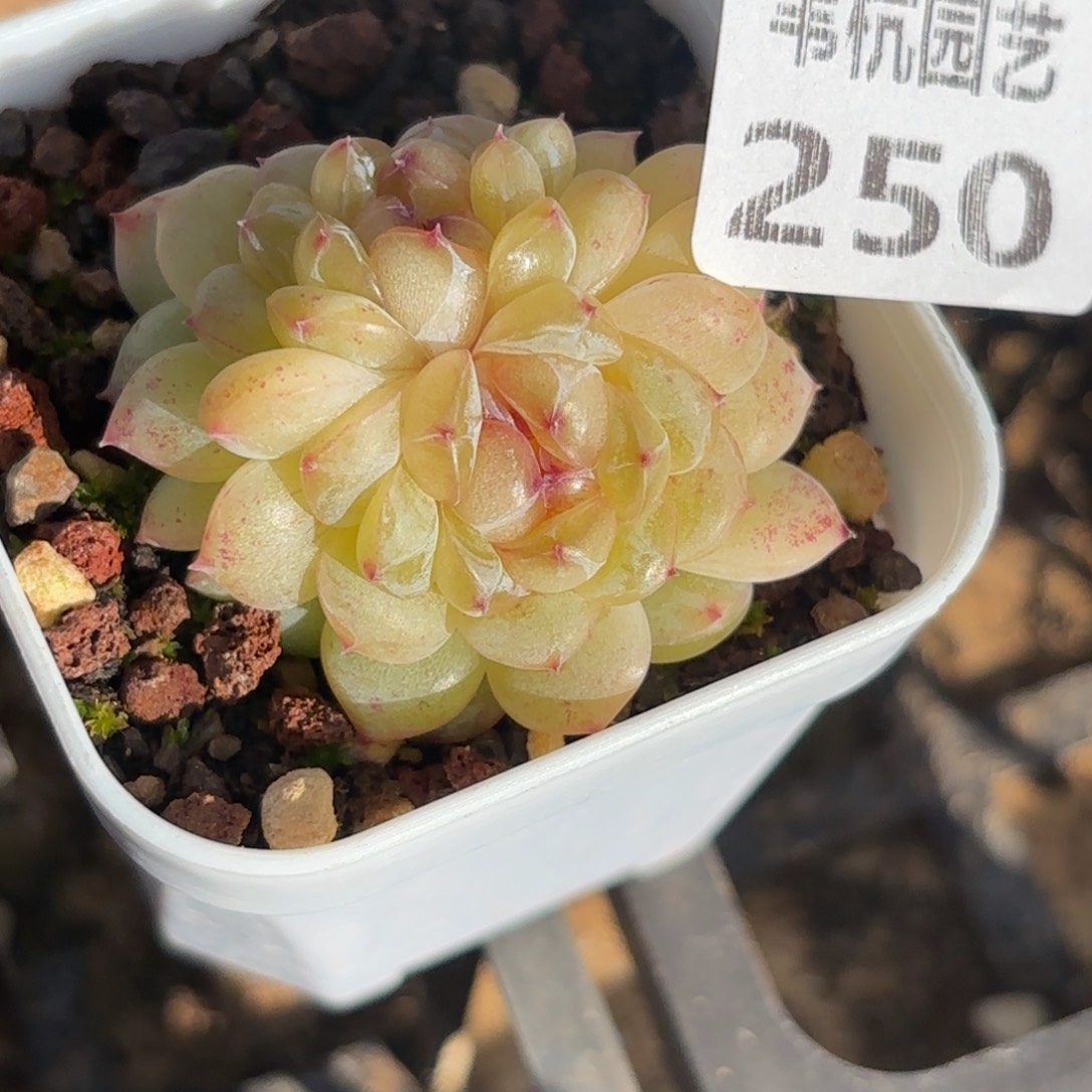 250哦我来了打你的脸吧我