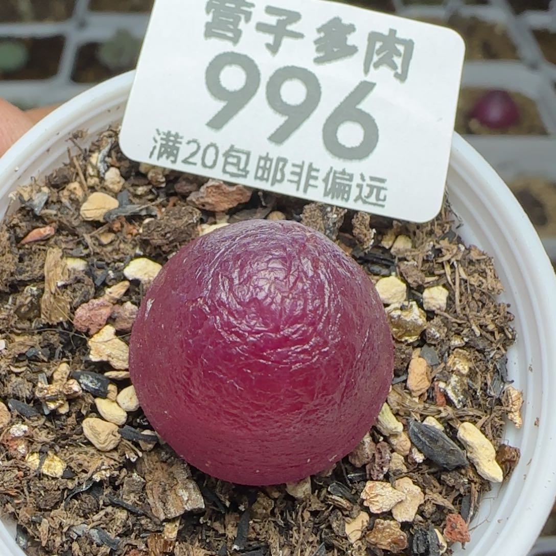 灯泡2.2带盆土。          