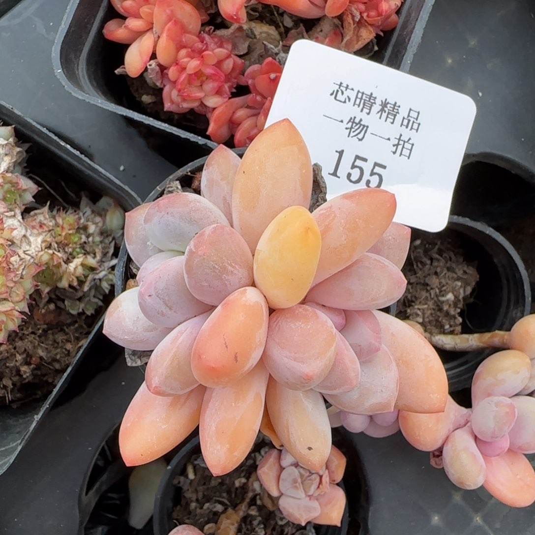 闪购精品多肉155号