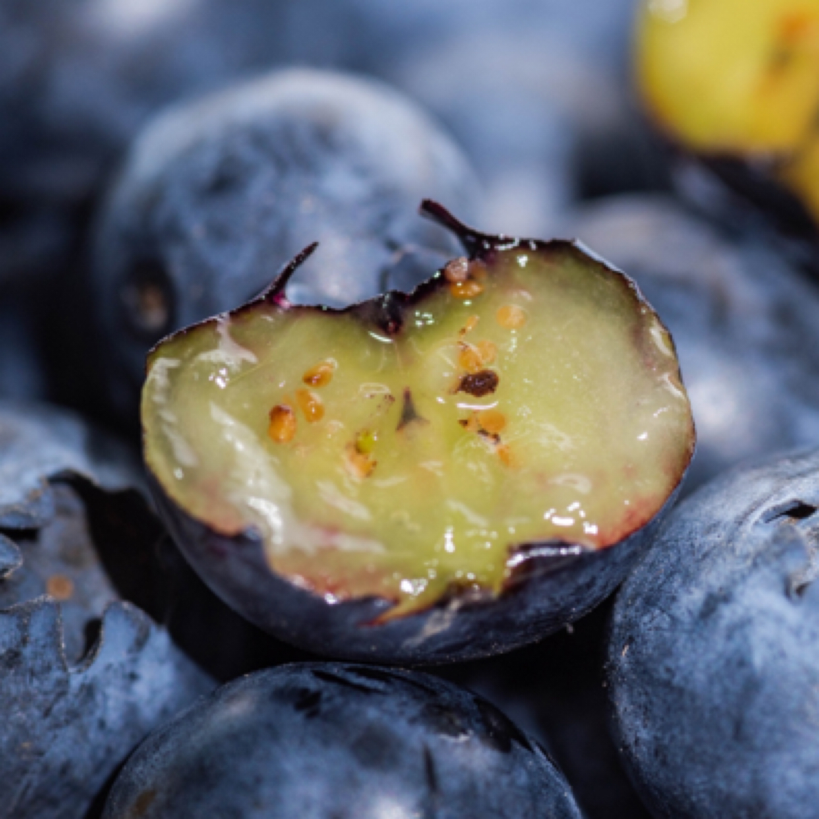 云南蓝莓云南花香蓝莓18mm-22mm大果450克毛重包邮到家云南省云南省