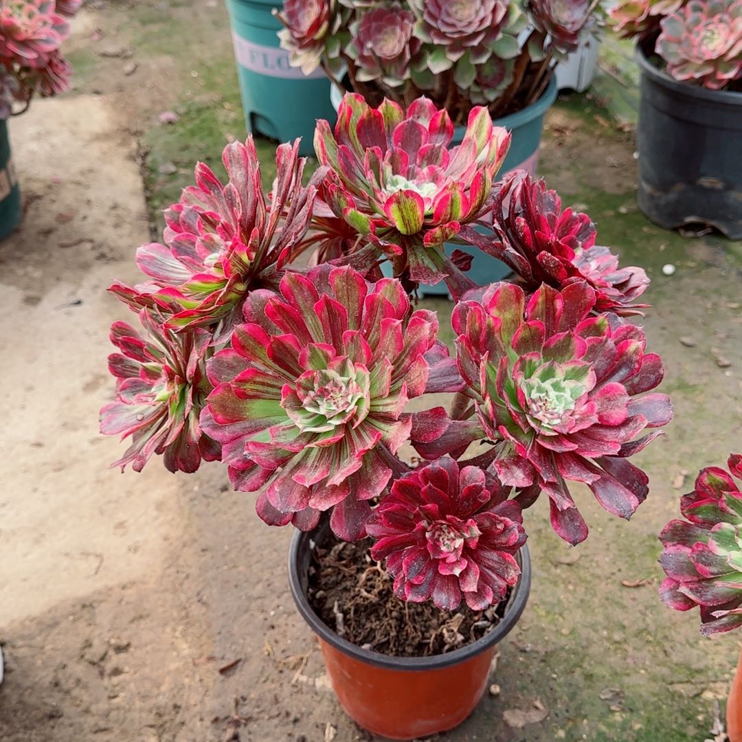 轻***r铜花顺，多肉植物生长