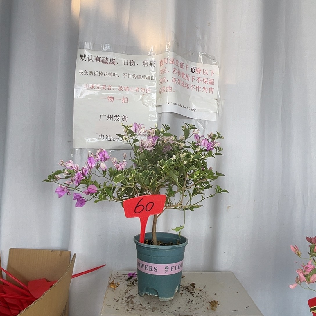 当前无花栽培后可以开花60银边雪紫盆苗