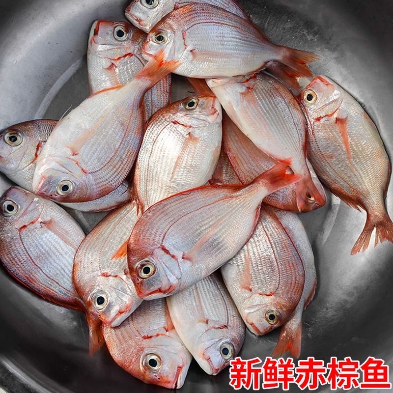 渔港现捕新鲜红立鱼到手4斤【不固定条数，不帮忙杀】