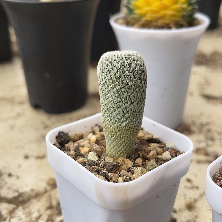 无花朵实生月世界仙人球