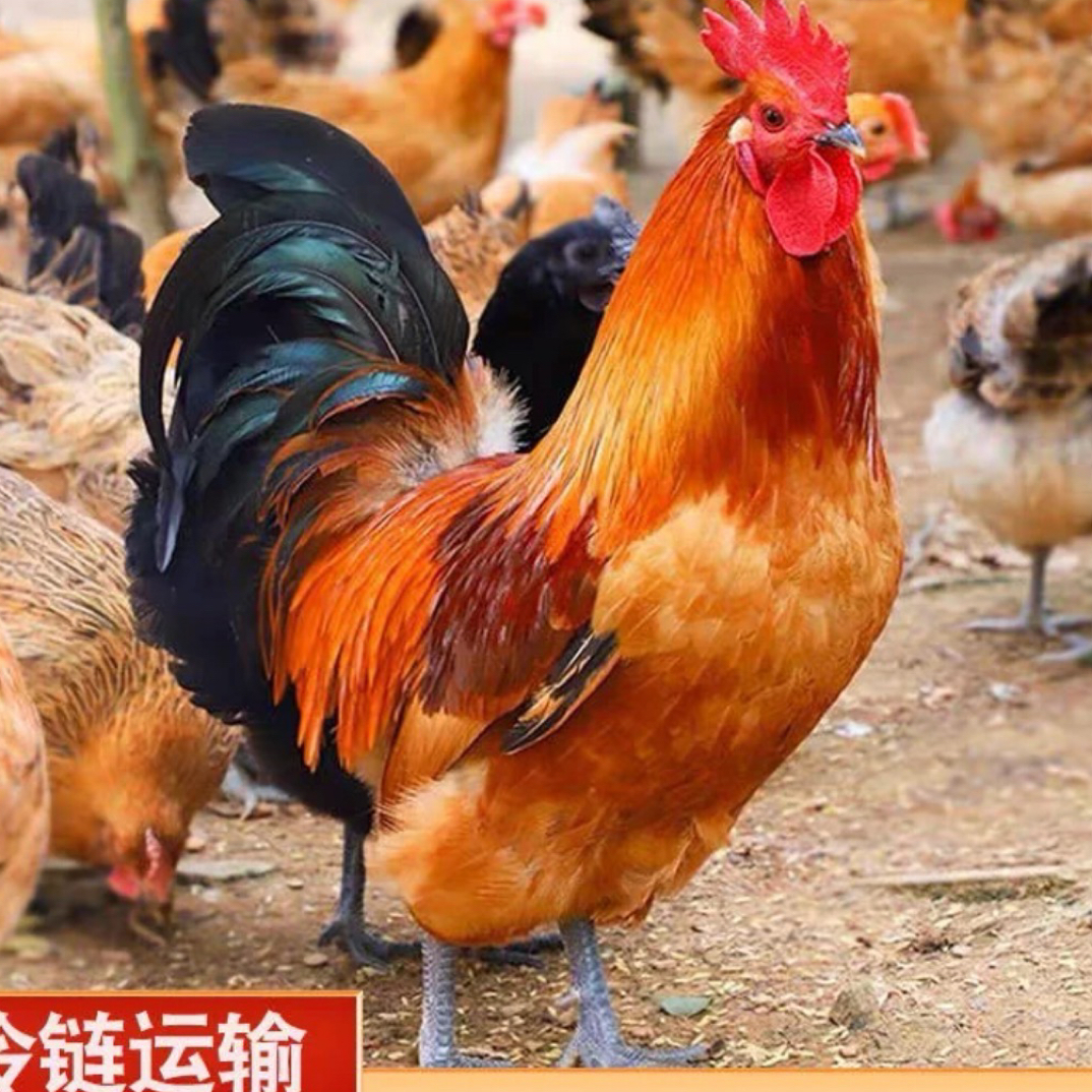 深山老林散养1年土公鸡，生鲜不支持退换