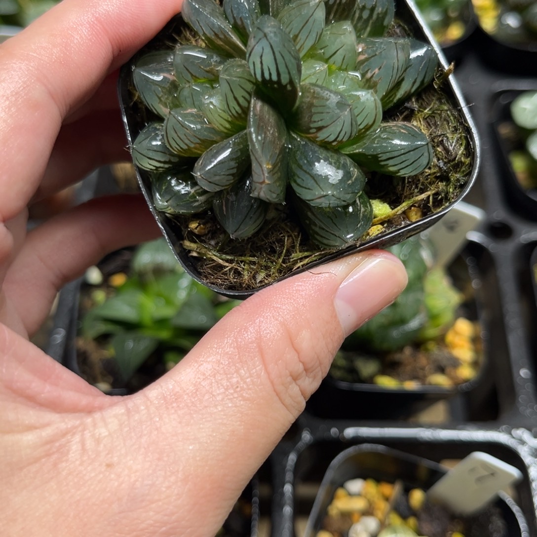 19龙爪玉露锦一物一拍