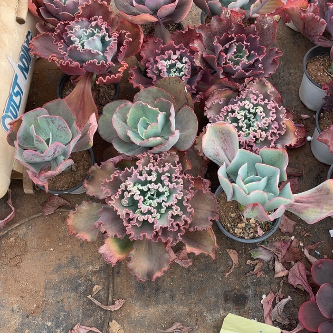 苹***香41号包菜系列多肉植物带赠品1 1棵