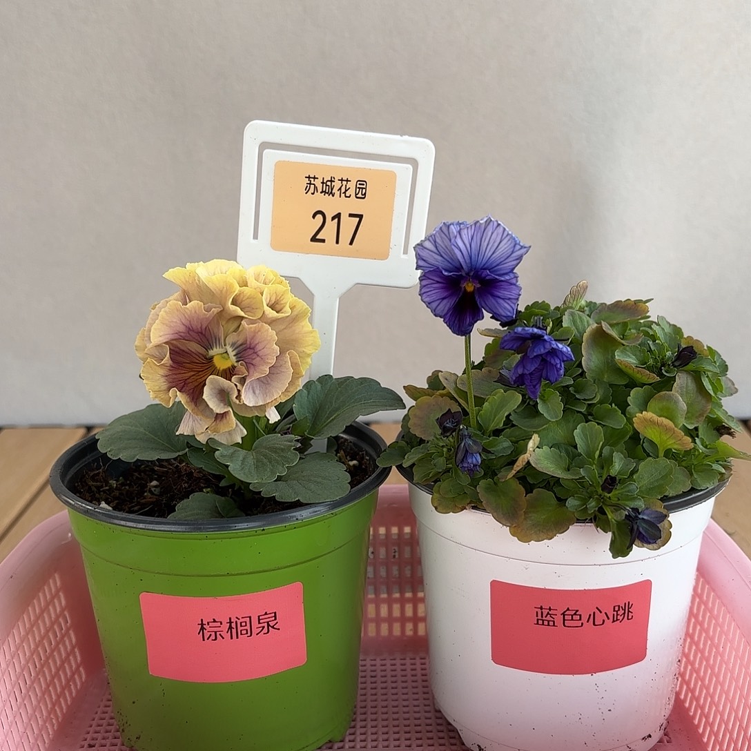 大部分开放少量花苞217