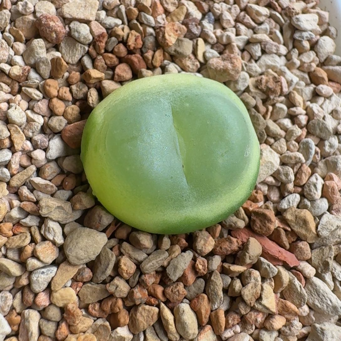 煮***茶1226-017拉登拉登拉登