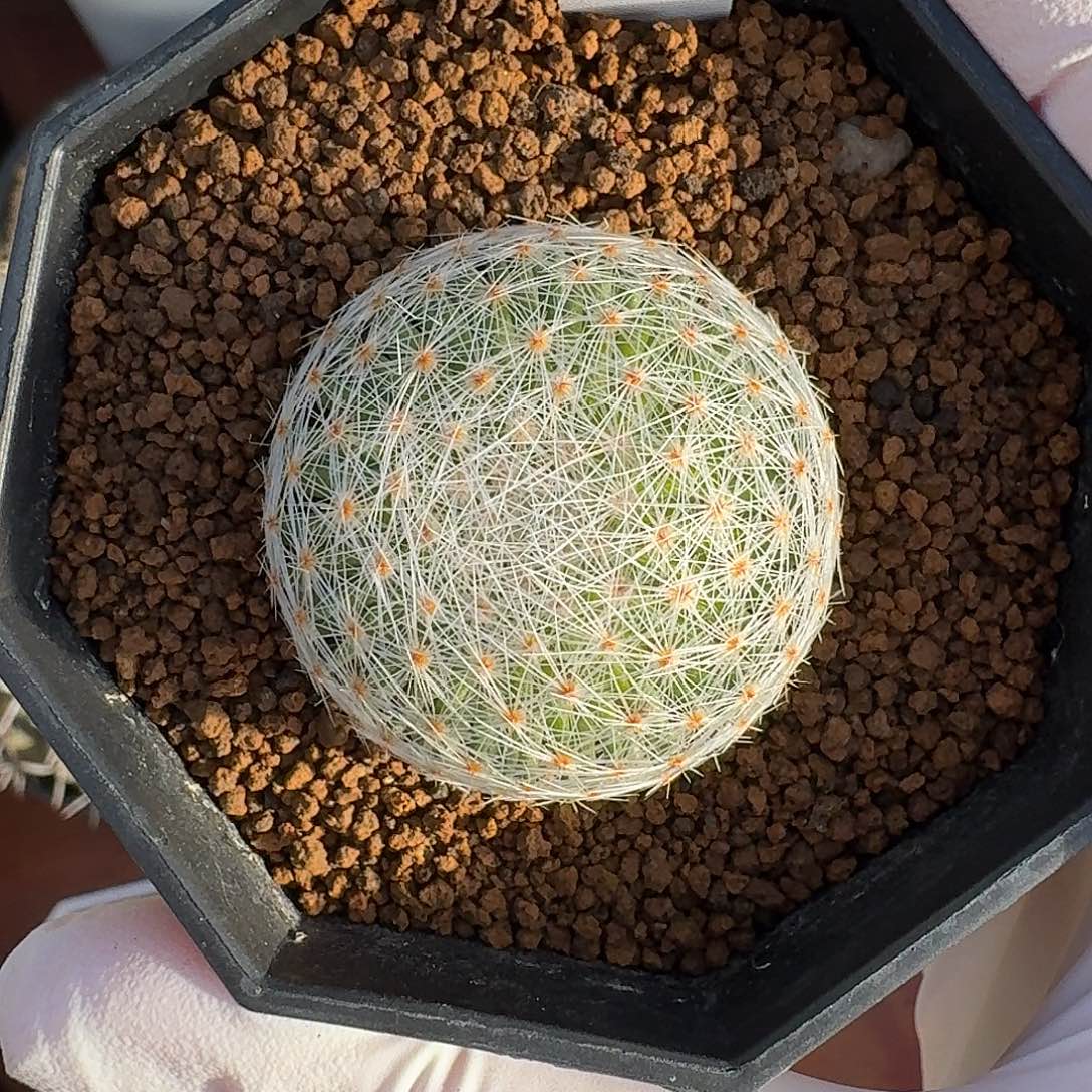 114号白绢丸仙人球123