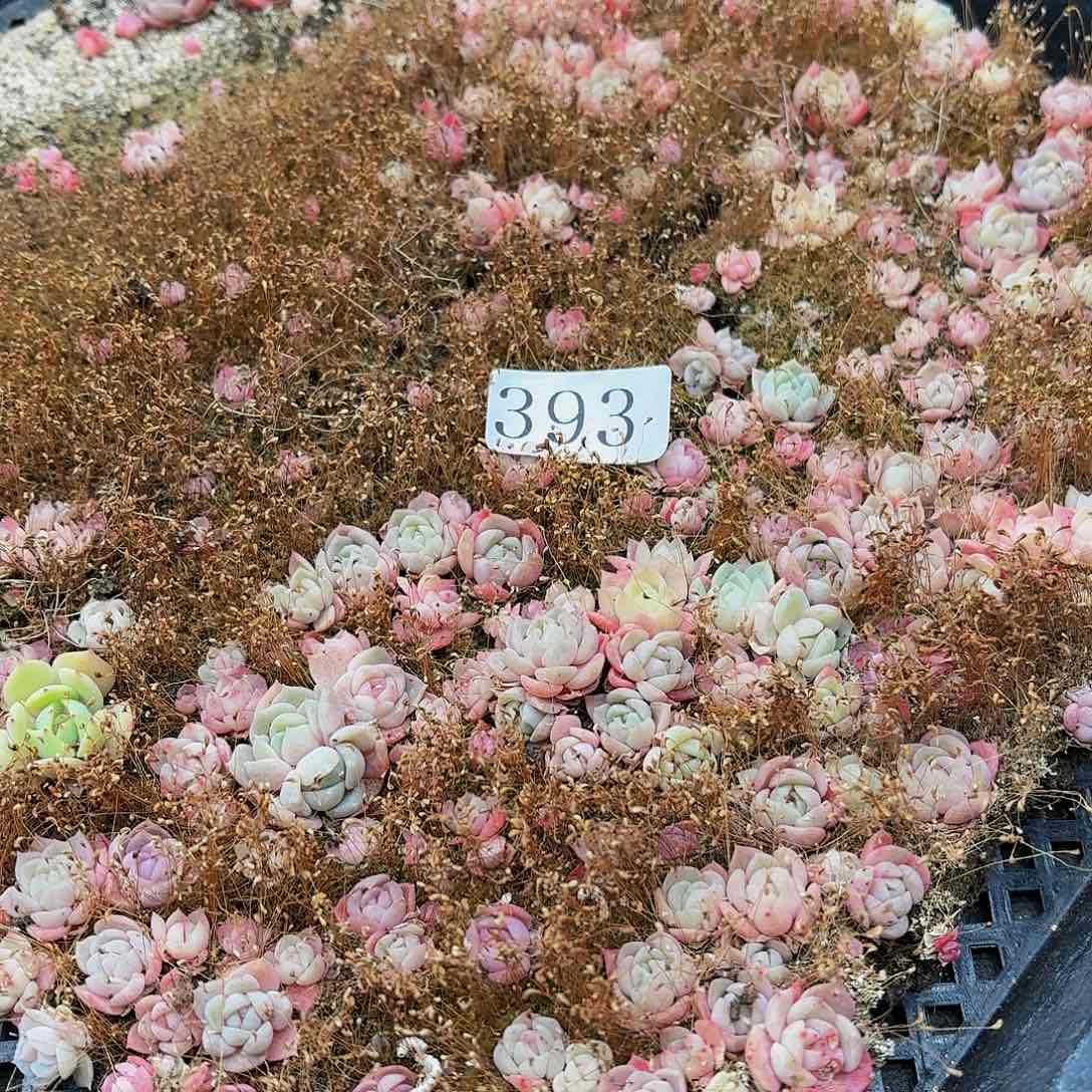 多肉植物多肉植物393