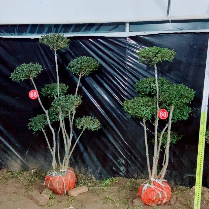 一物一拍一物一拍