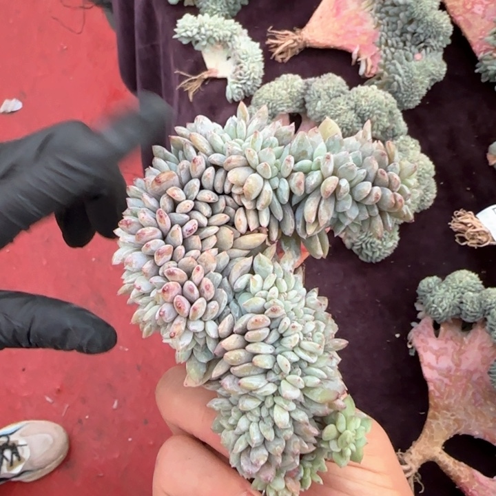 12厘米的尺寸一物一拍d