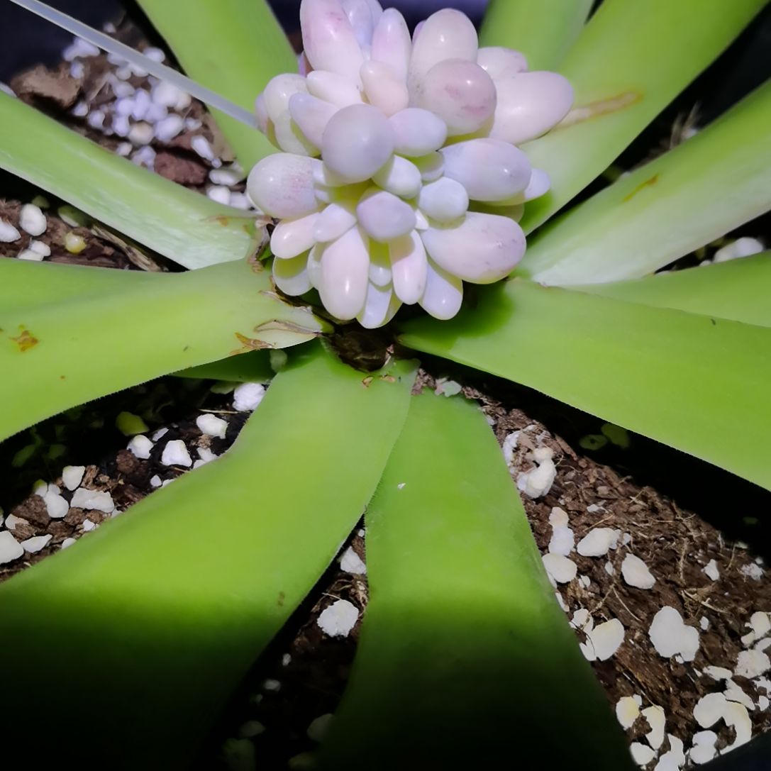 婴儿手指白覆轮锦带砧木发货