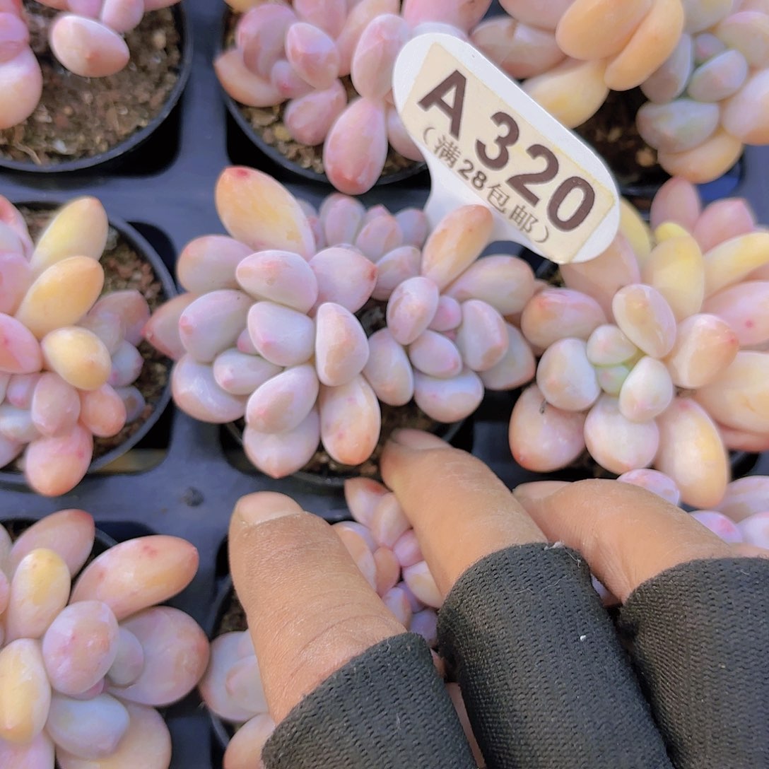 A320香水一物一拍