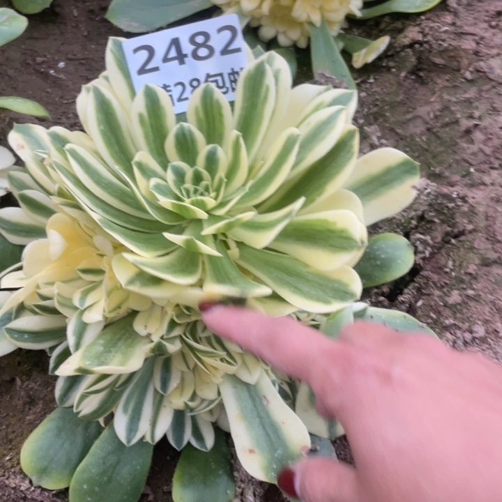 2482一号棚辛尼亚多肉M