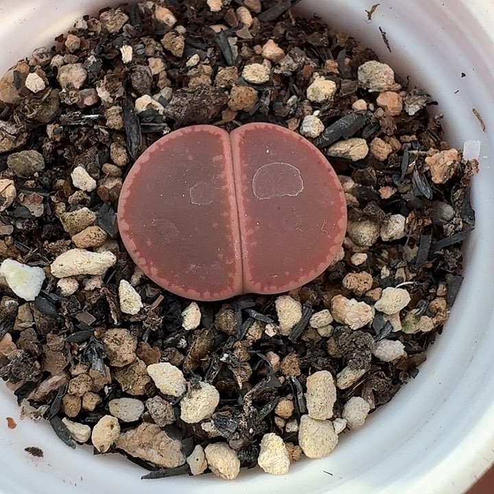 老马生石花ko一颗21