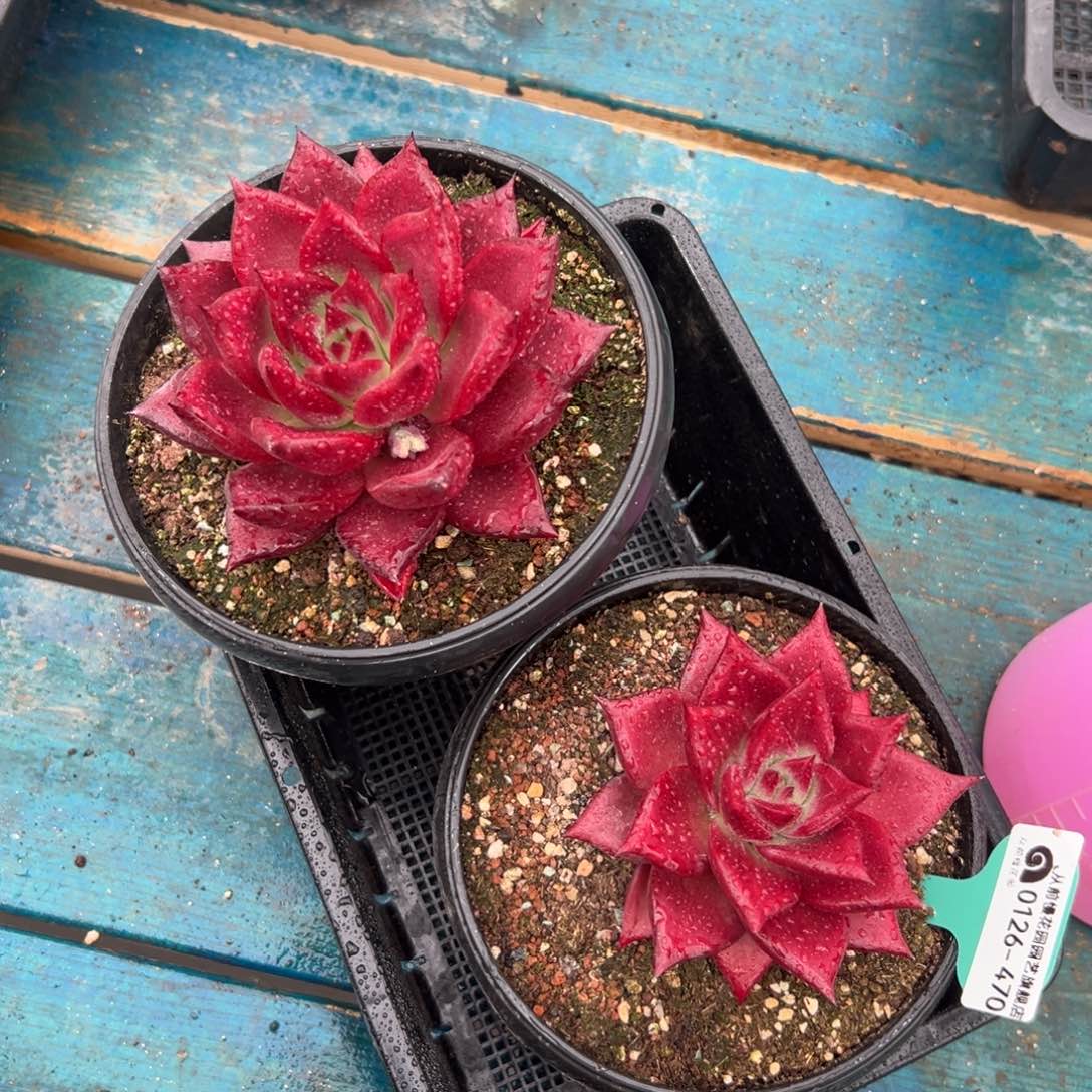 多肉一物一拍0126-470