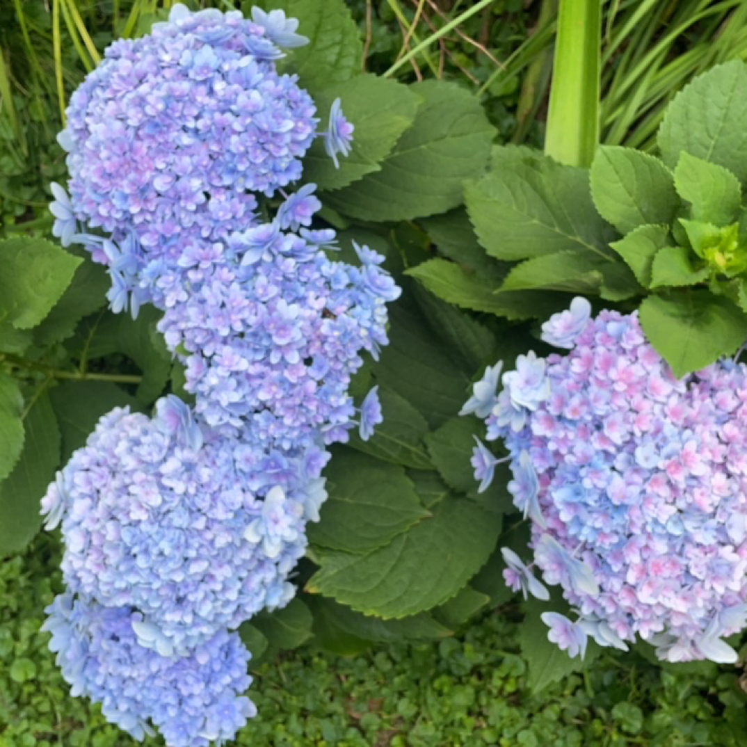佳澄绣球状态超好蓝色适合室内阳台2个月花期