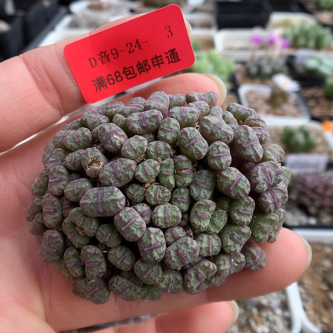 9-24-3 小型红纹安贞一群
