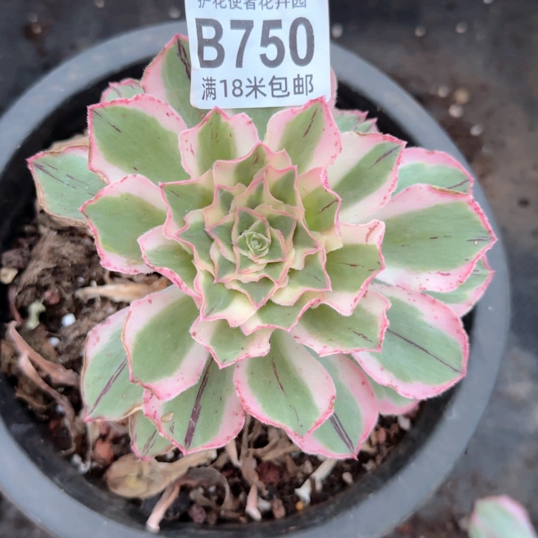 多肉法师淘宝福利