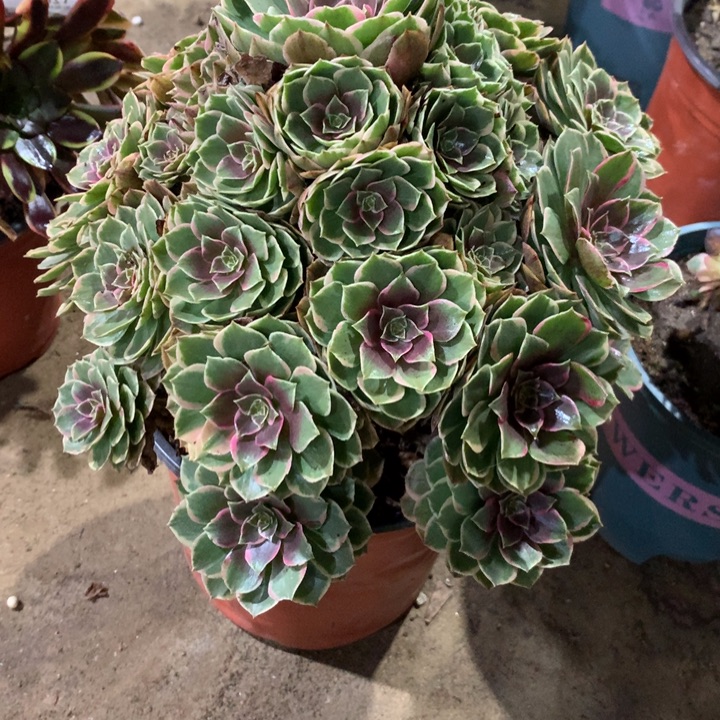 1107粉花妖多肉植物特价