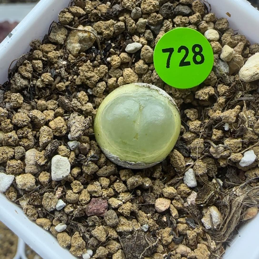 拉登1.4+多肉植物728