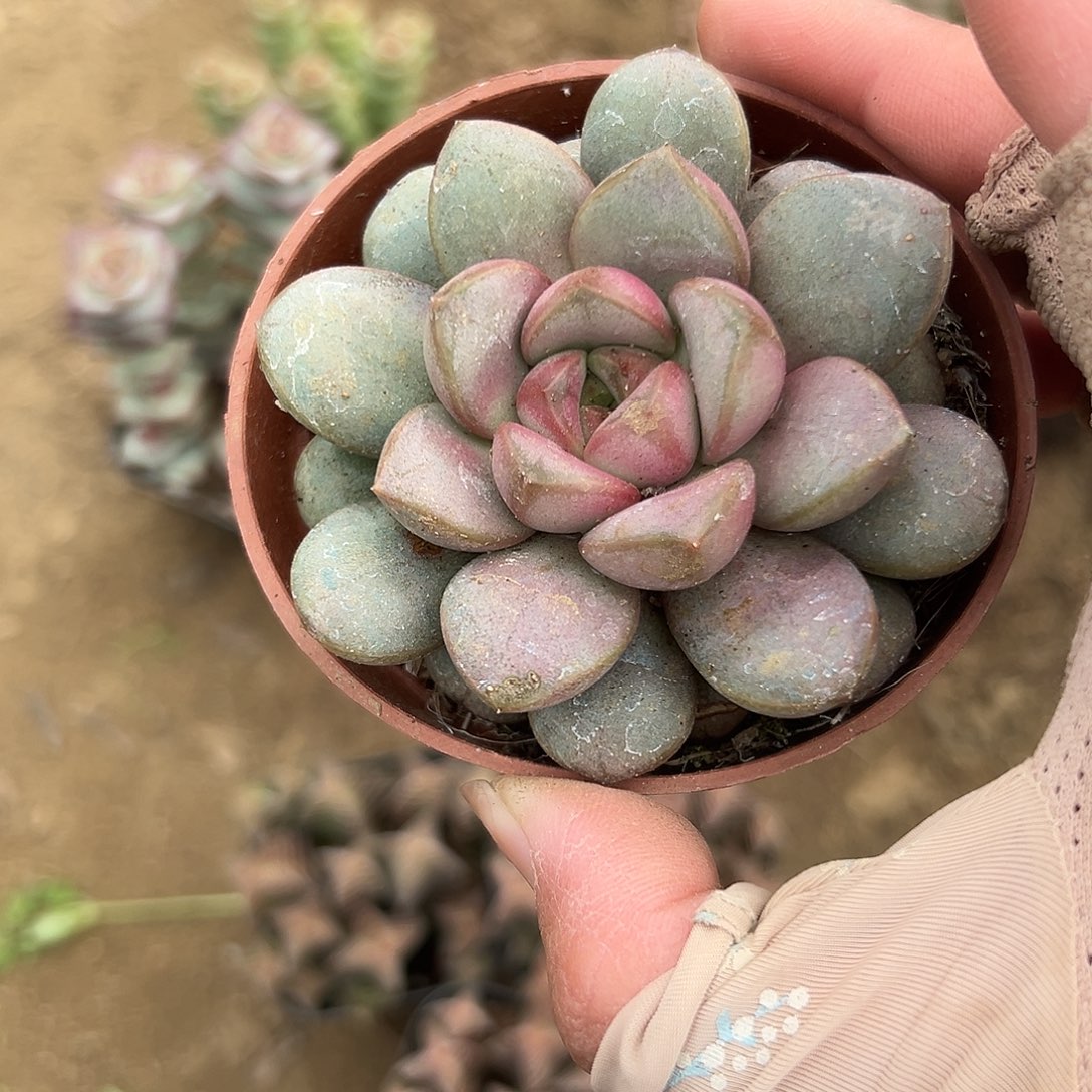 多肉植物多肉植物