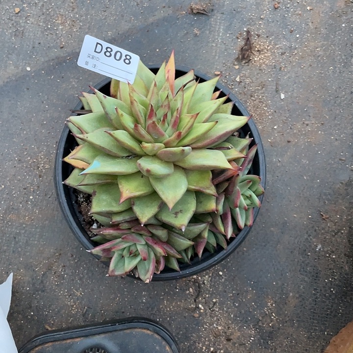 若如东云单拍D808