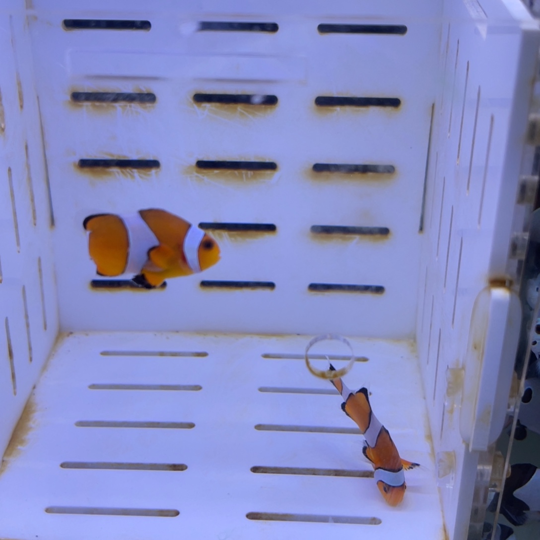 海水公子一对1111