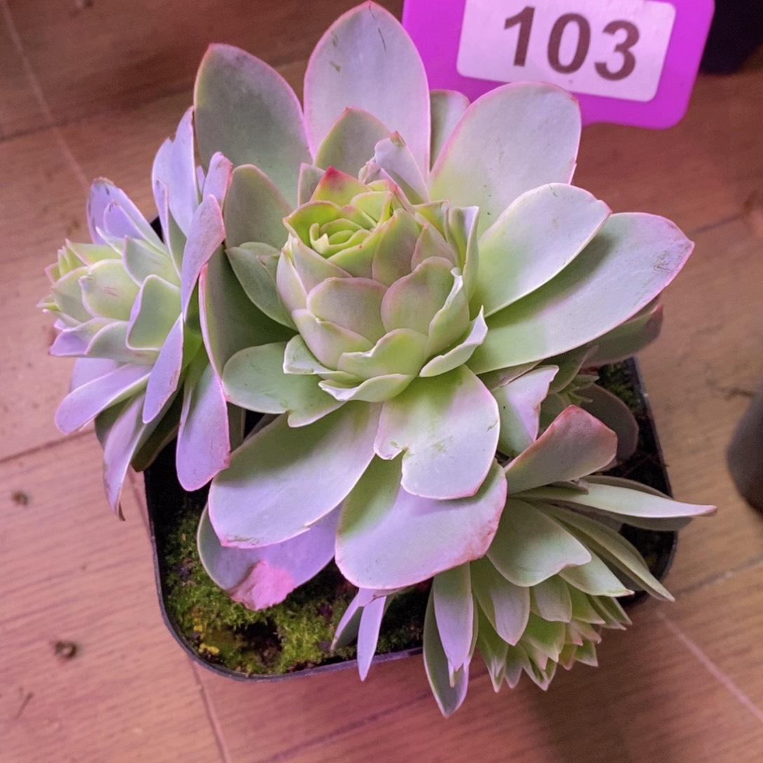 乖***常山地玫瑰多头群103