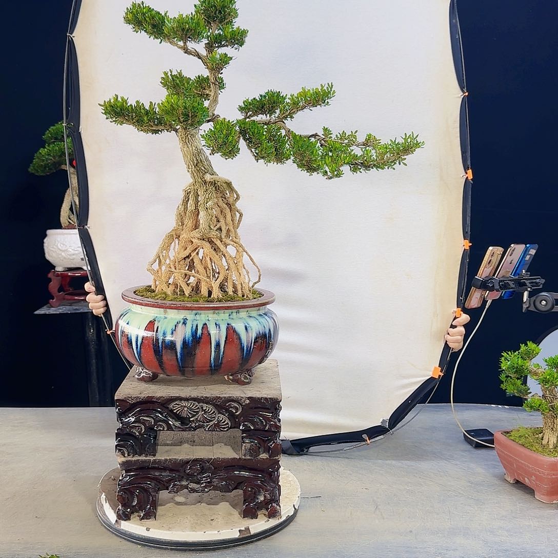 高端盆景艺术作品