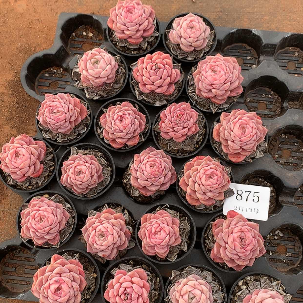 【闪购商品】云875号21颗带盆