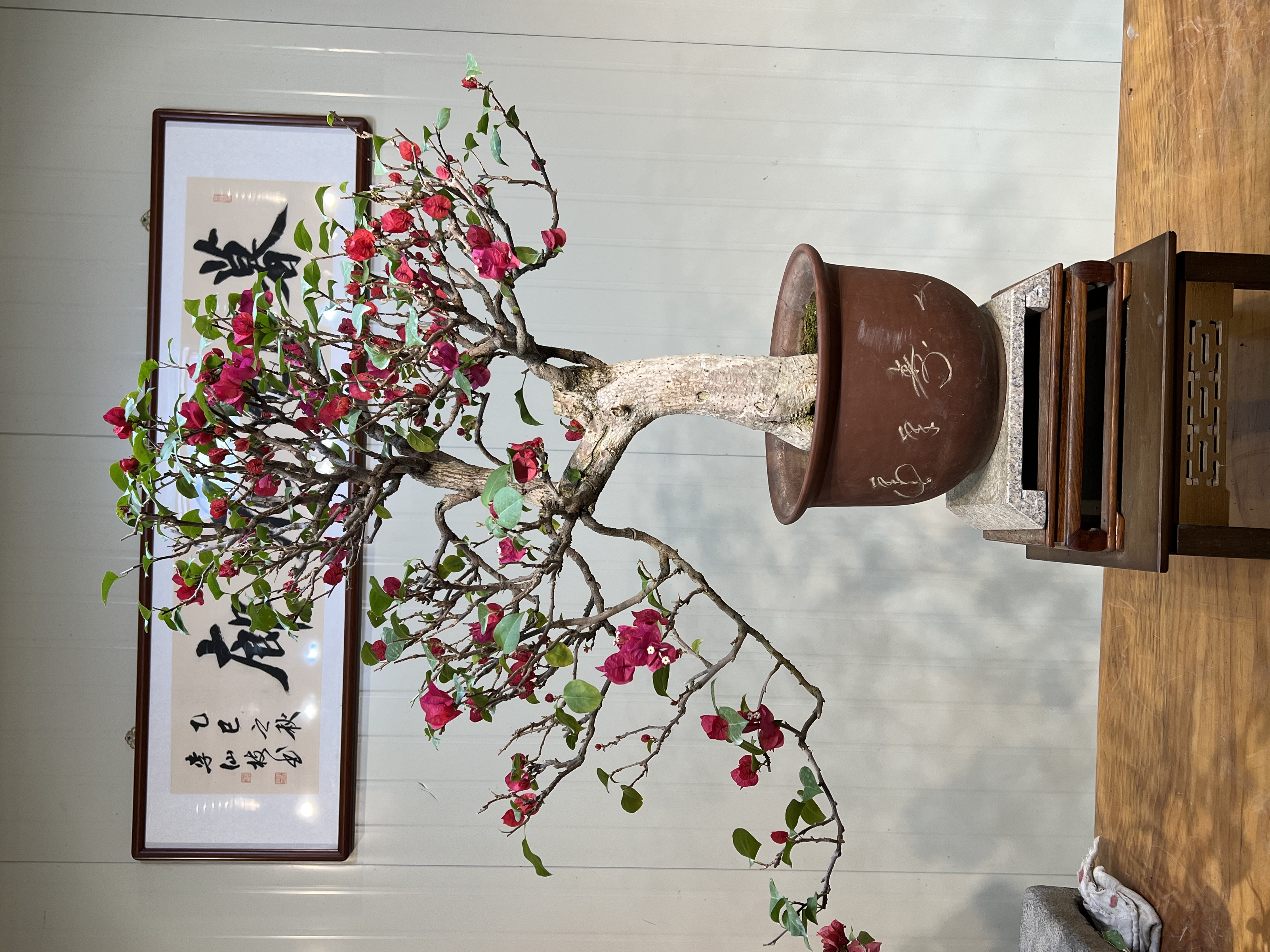  老年功桩中国红三角梅盆景