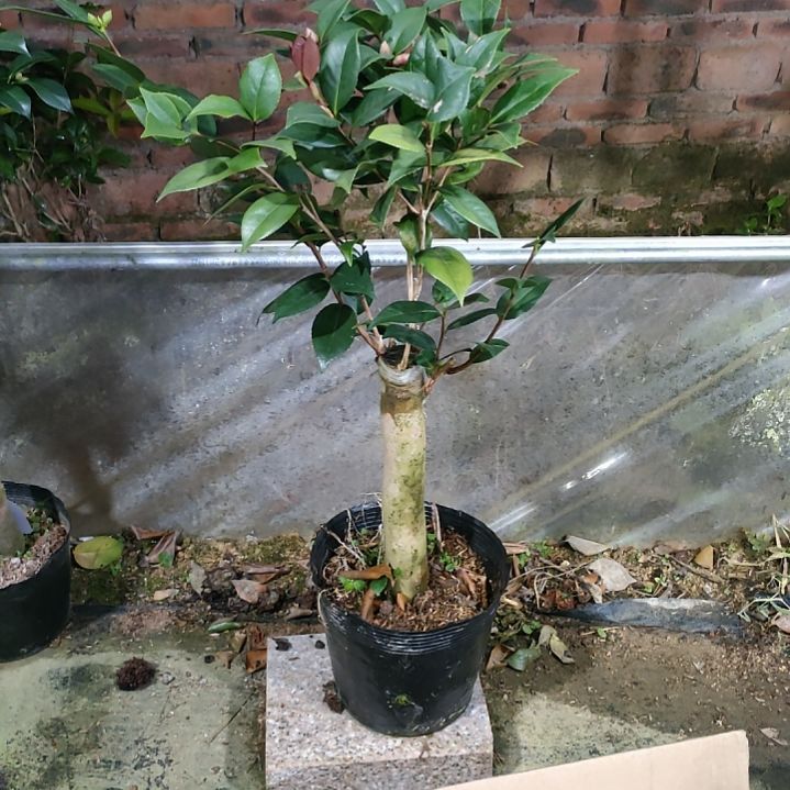 317超墨，原盆原土发货，不包邮