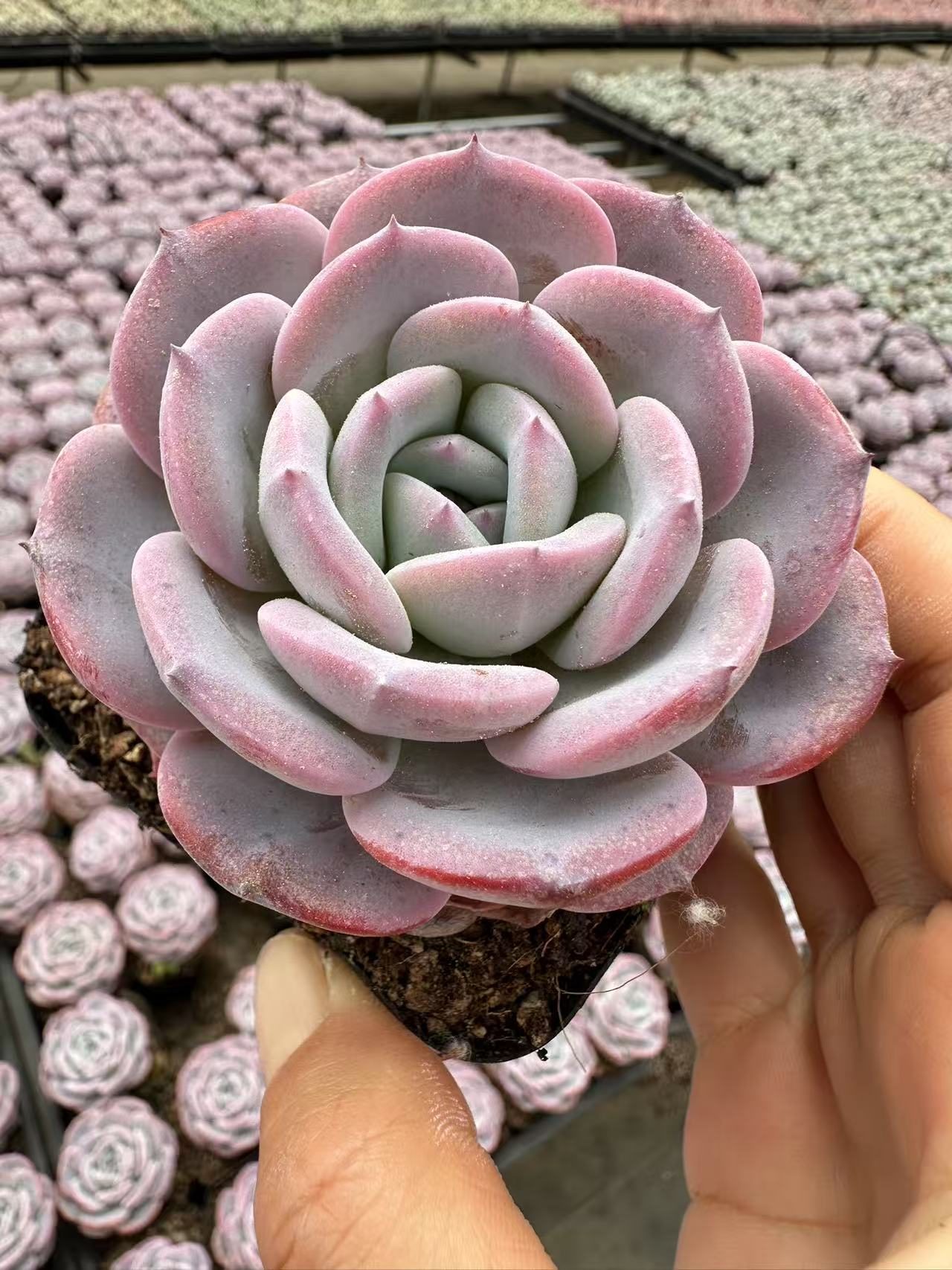 6#雪茶多肉植物       前男友精品多肉 sm0861