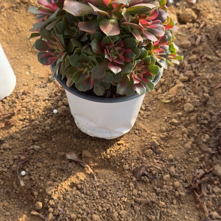 3663香妃清棚处理不包断枝