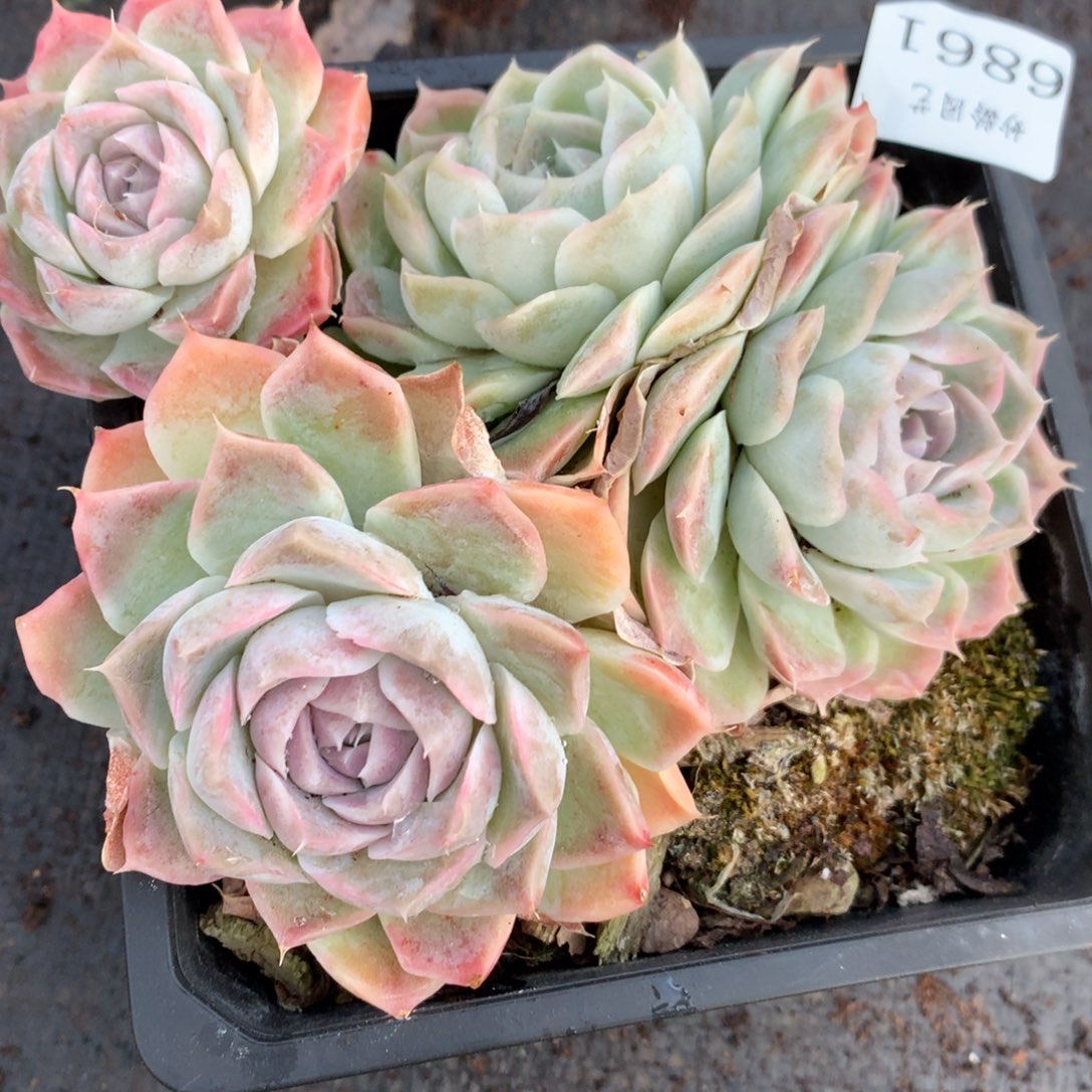 6861杂交精品基地13厘米