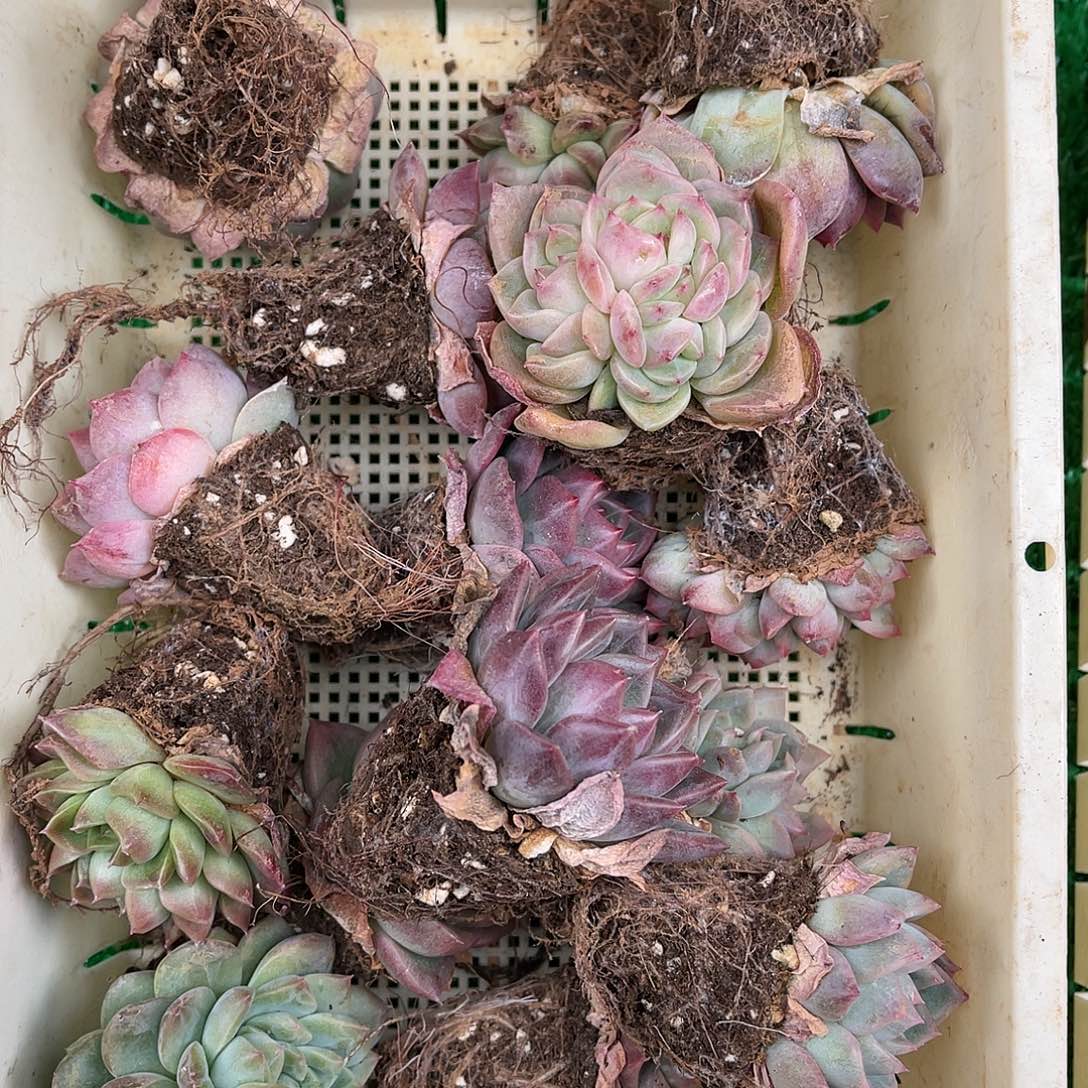 精品多肉一物一拍20-203