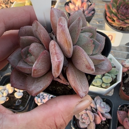 25德国香槟多肉植物多