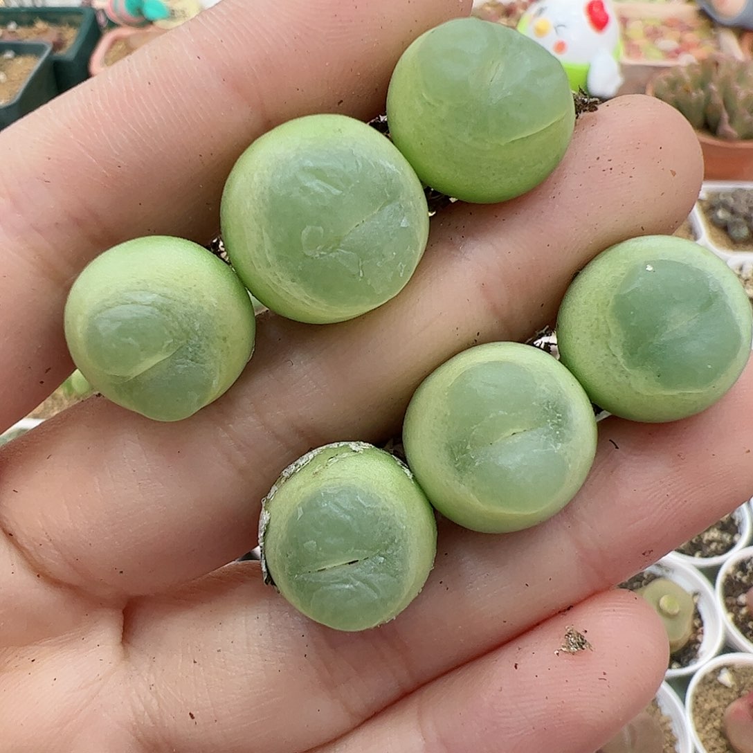 【闪购商品】71 新年福利