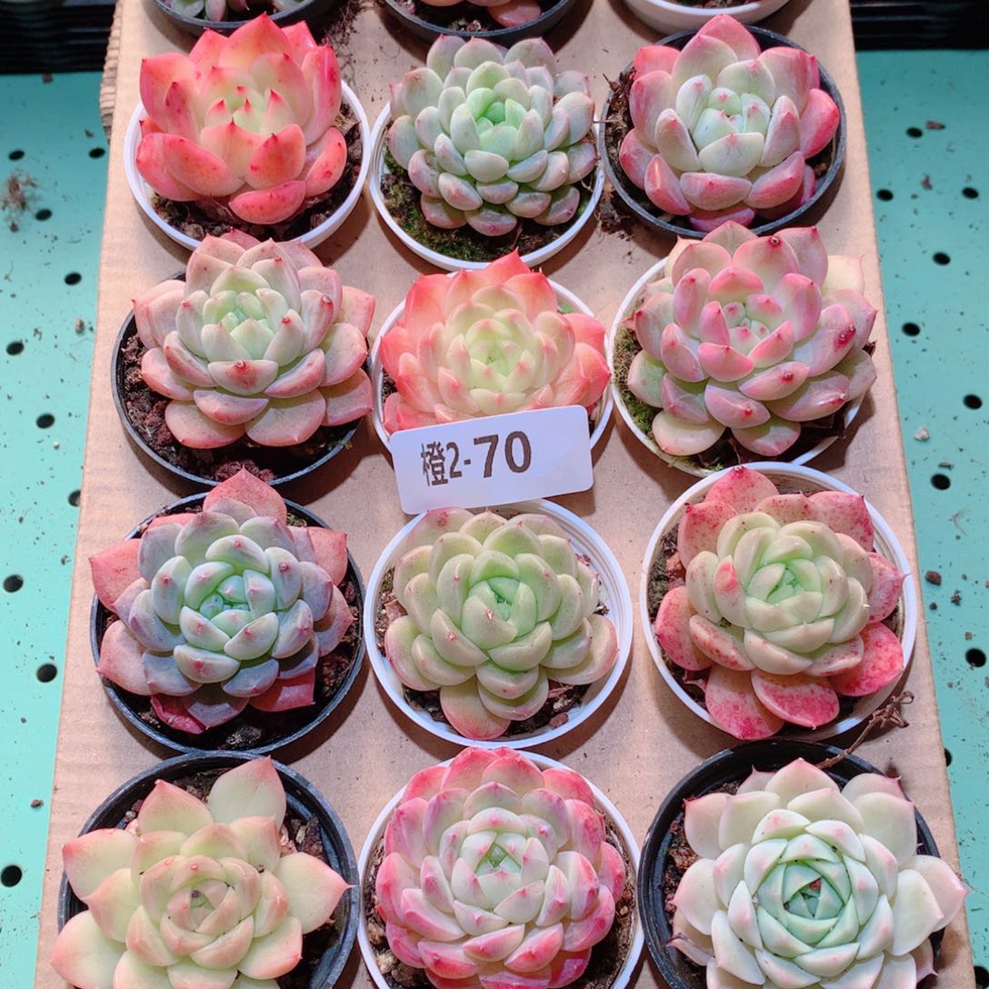 2-70一物一拍多肉带盆18颗