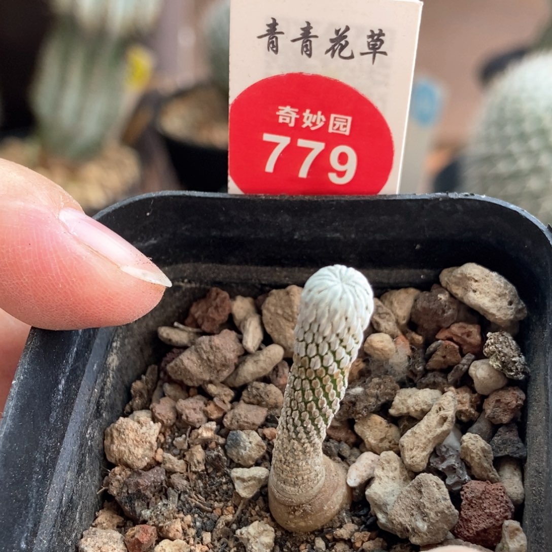 实生四年半精巧丸一颗仙人球