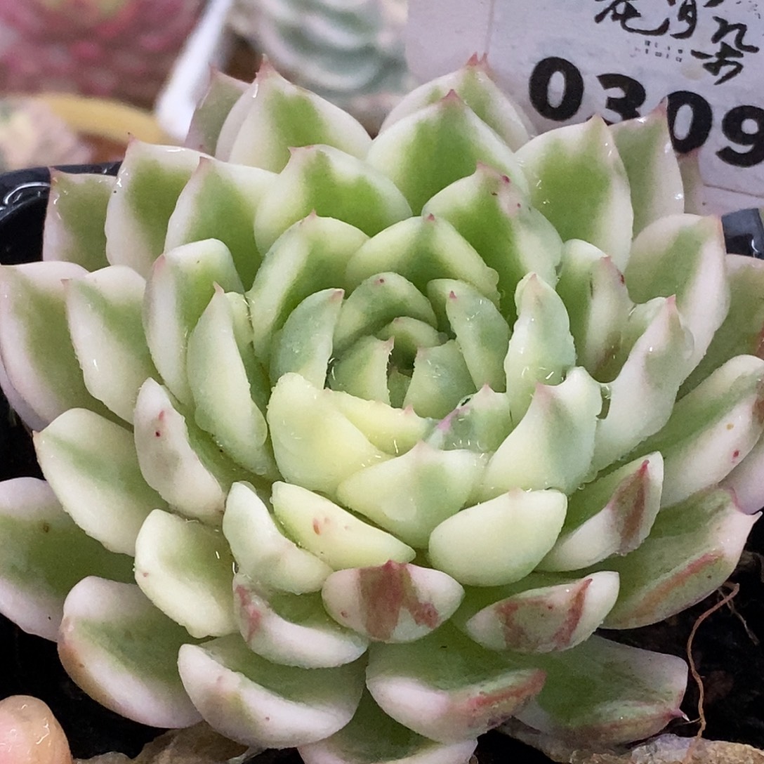 309长岛哈哈哈哈哈哈