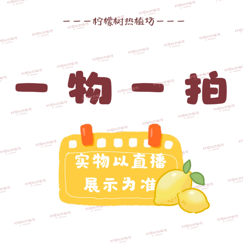 热植龟背洒金竹子播变异苗锦化龟背竹短白薄荷芝士直播间一物一拍